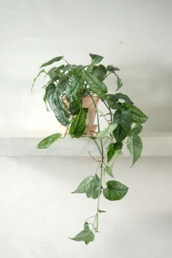 Monstera siltepecana