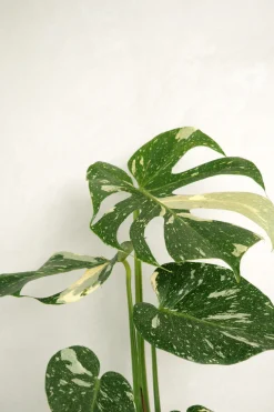 Monstera variegata 'Thai Constellation'