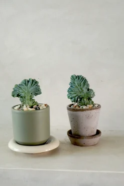 Myrtillo Geometrizans