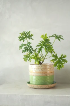 Nina Frigg stor no. 7