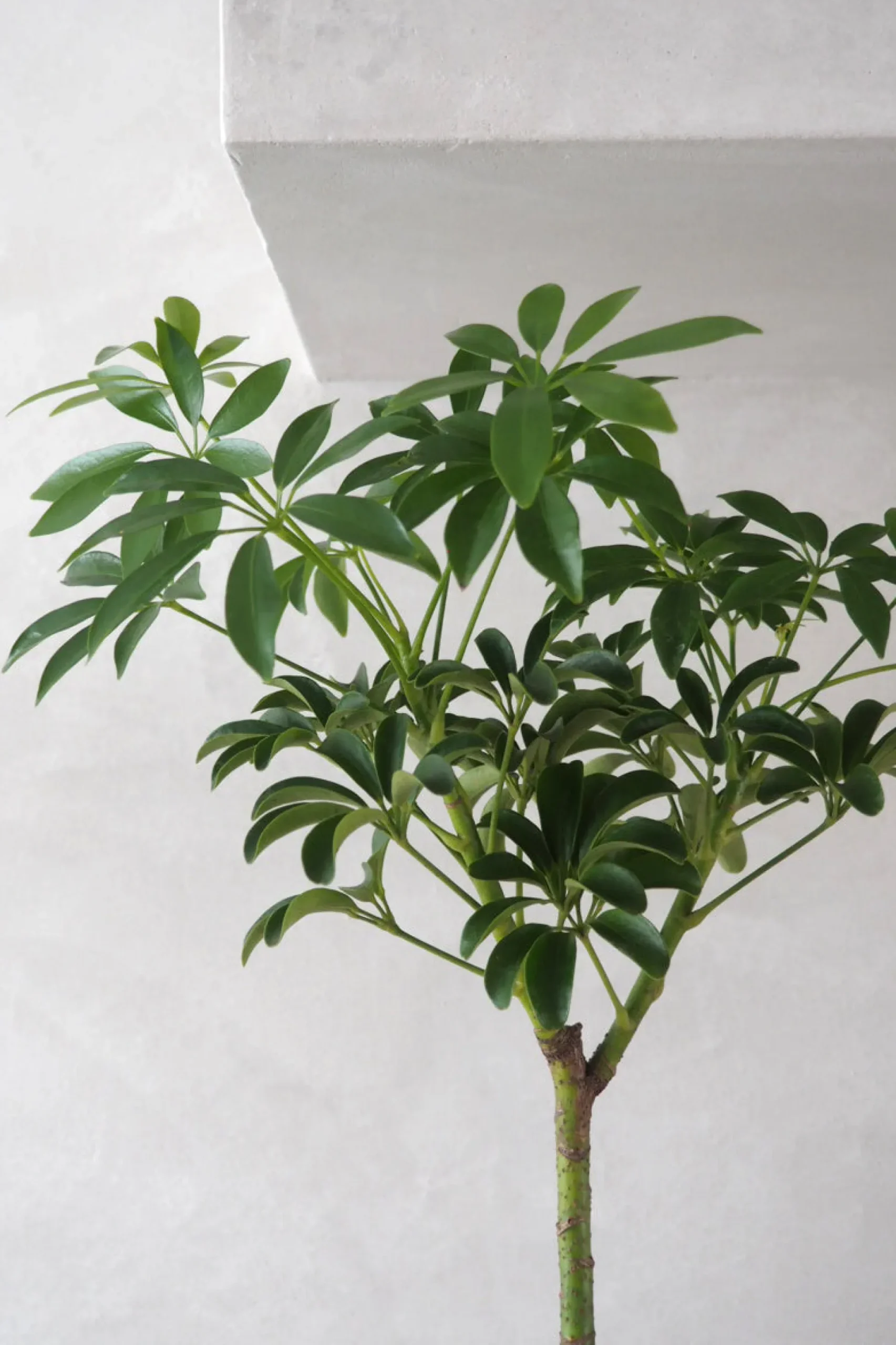 Opstammet Schefflera