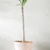 Pachypodium rutenbergianum