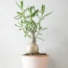 Pachypodium succulentum, stor