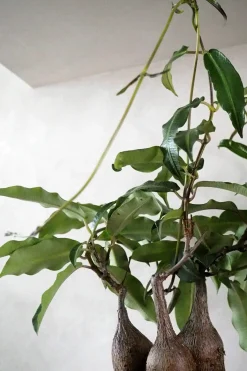 Petopentia natalensis