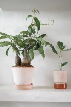 Petopentia natalensis