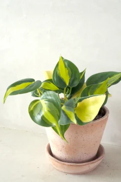 Philodendron Brazil