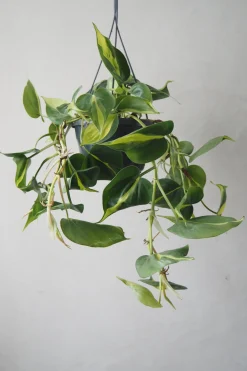 Philodendron Brazil, stor