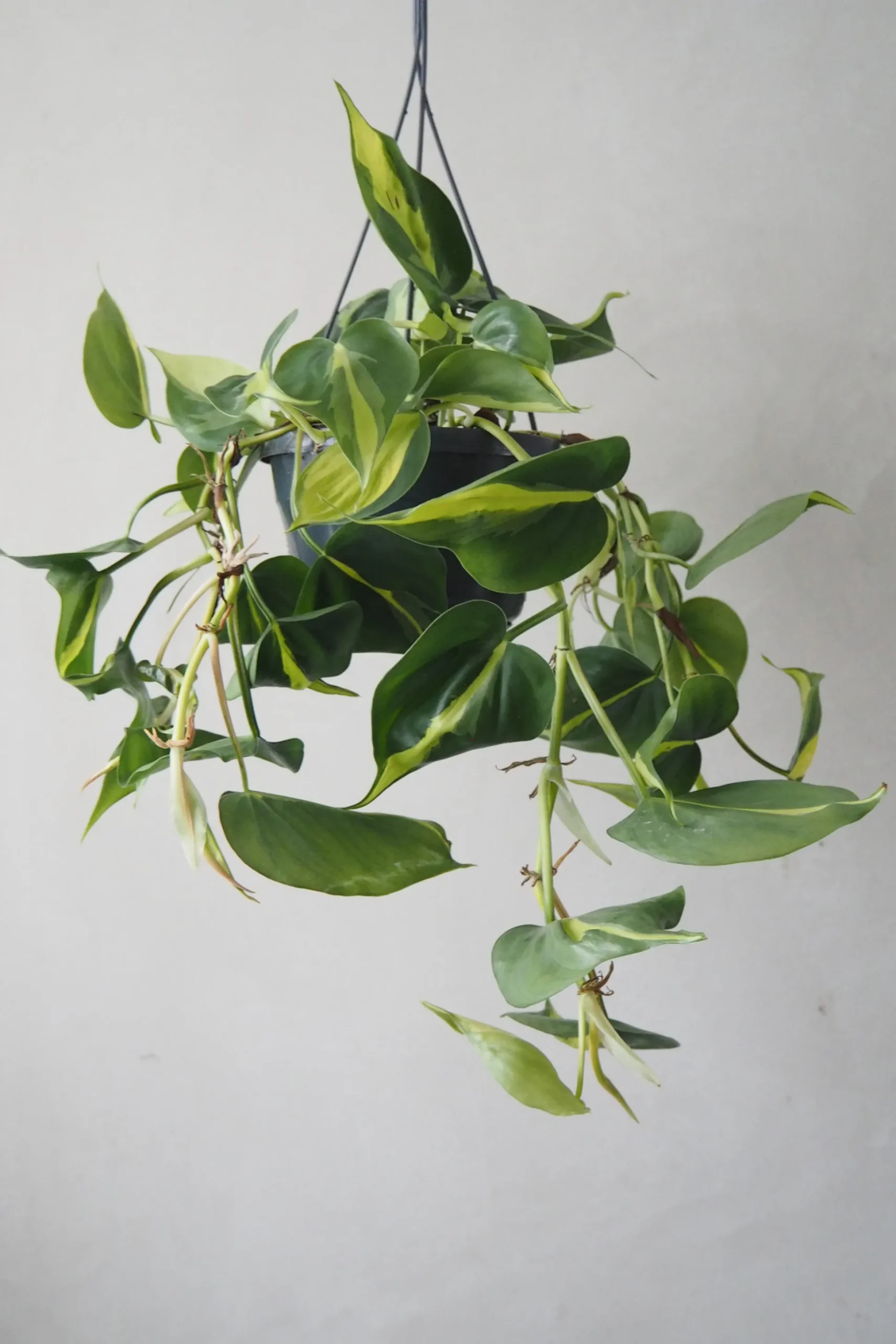 Philodendron Brazil, stor