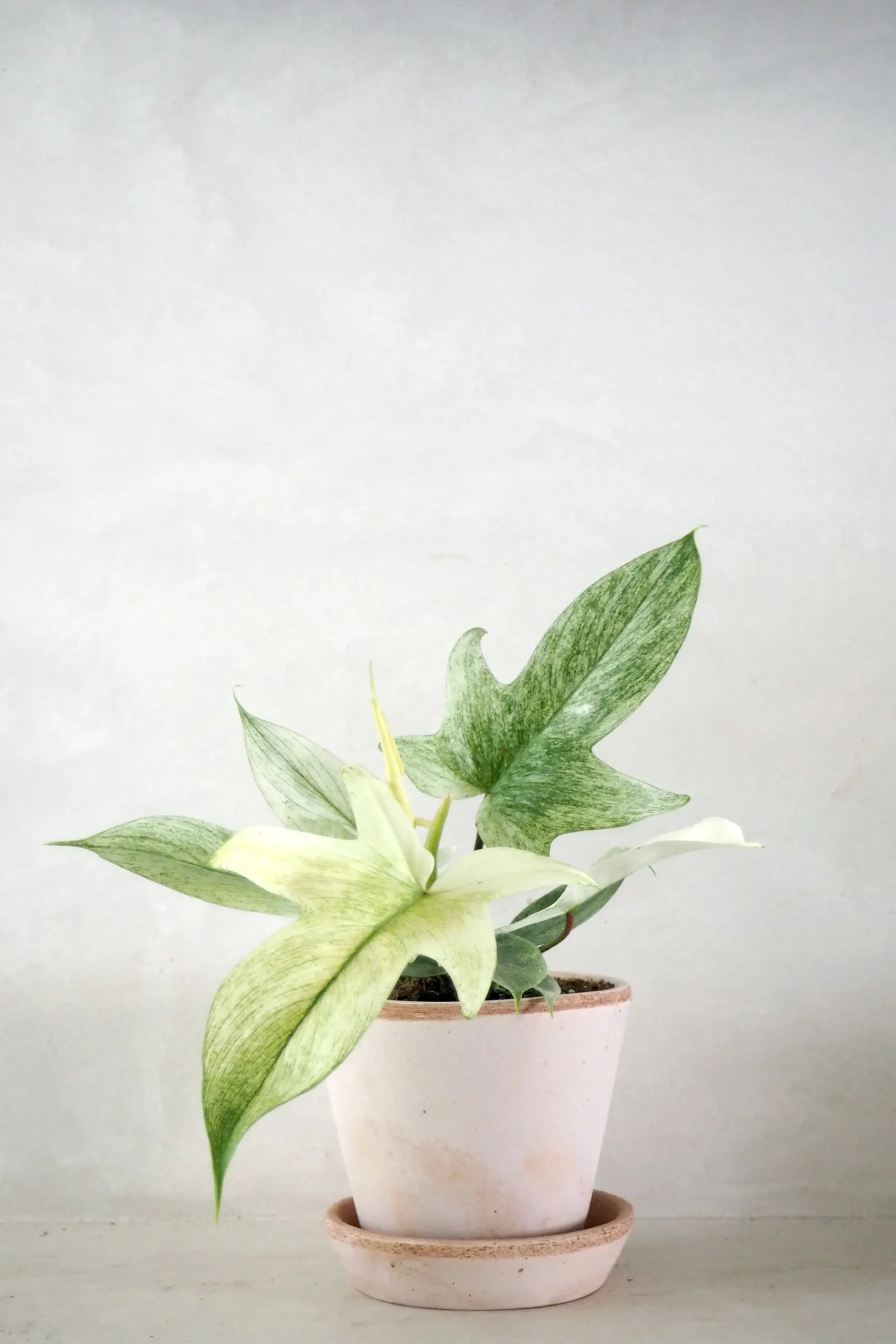 Philodendron Florida Ghost