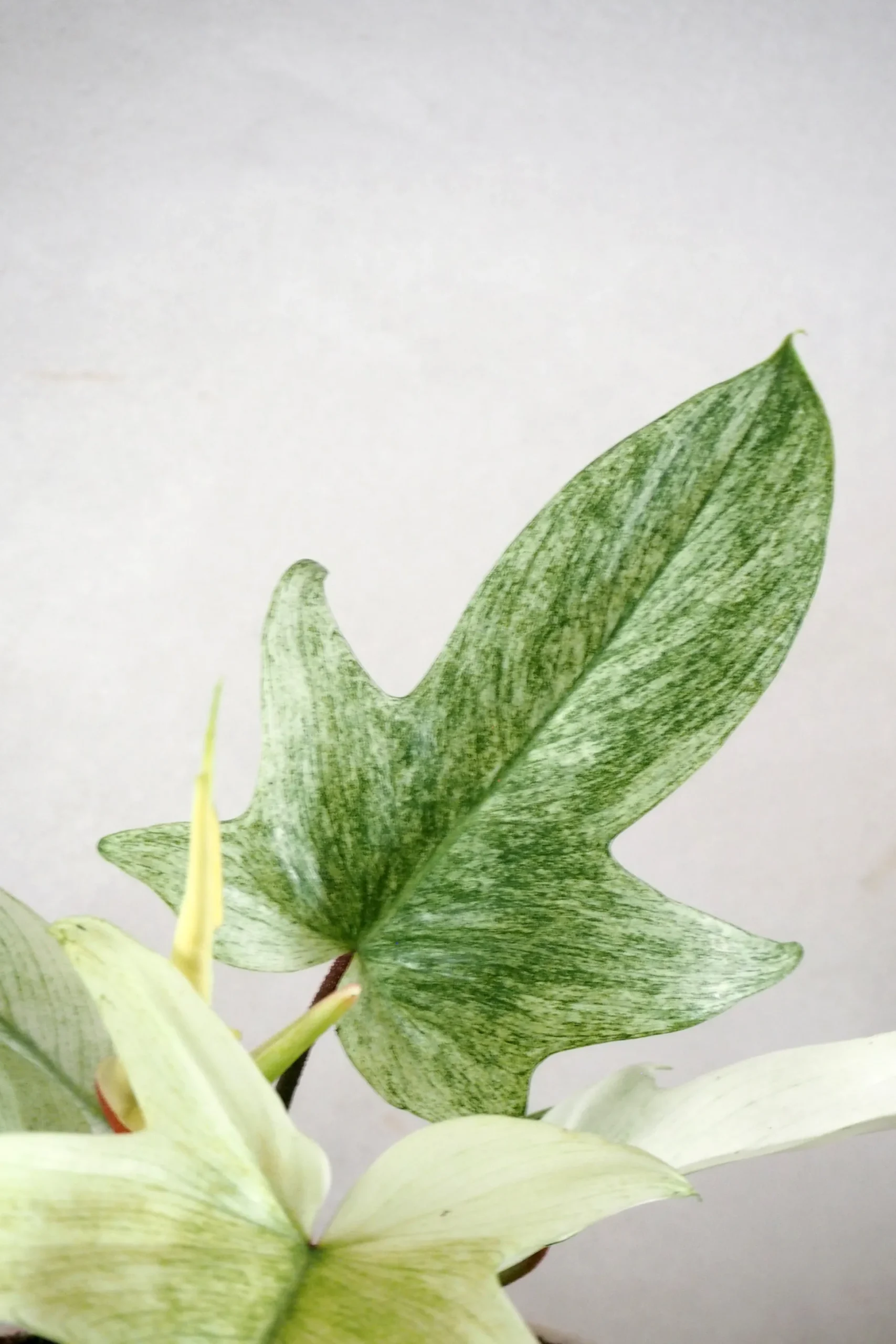 Philodendron Florida Ghost