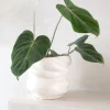 Philodendron Gloriosum