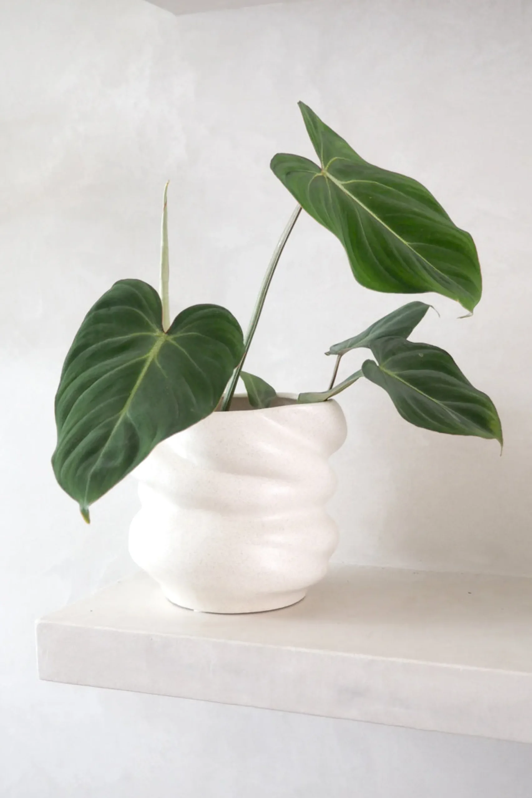 Philodendron Gloriosum