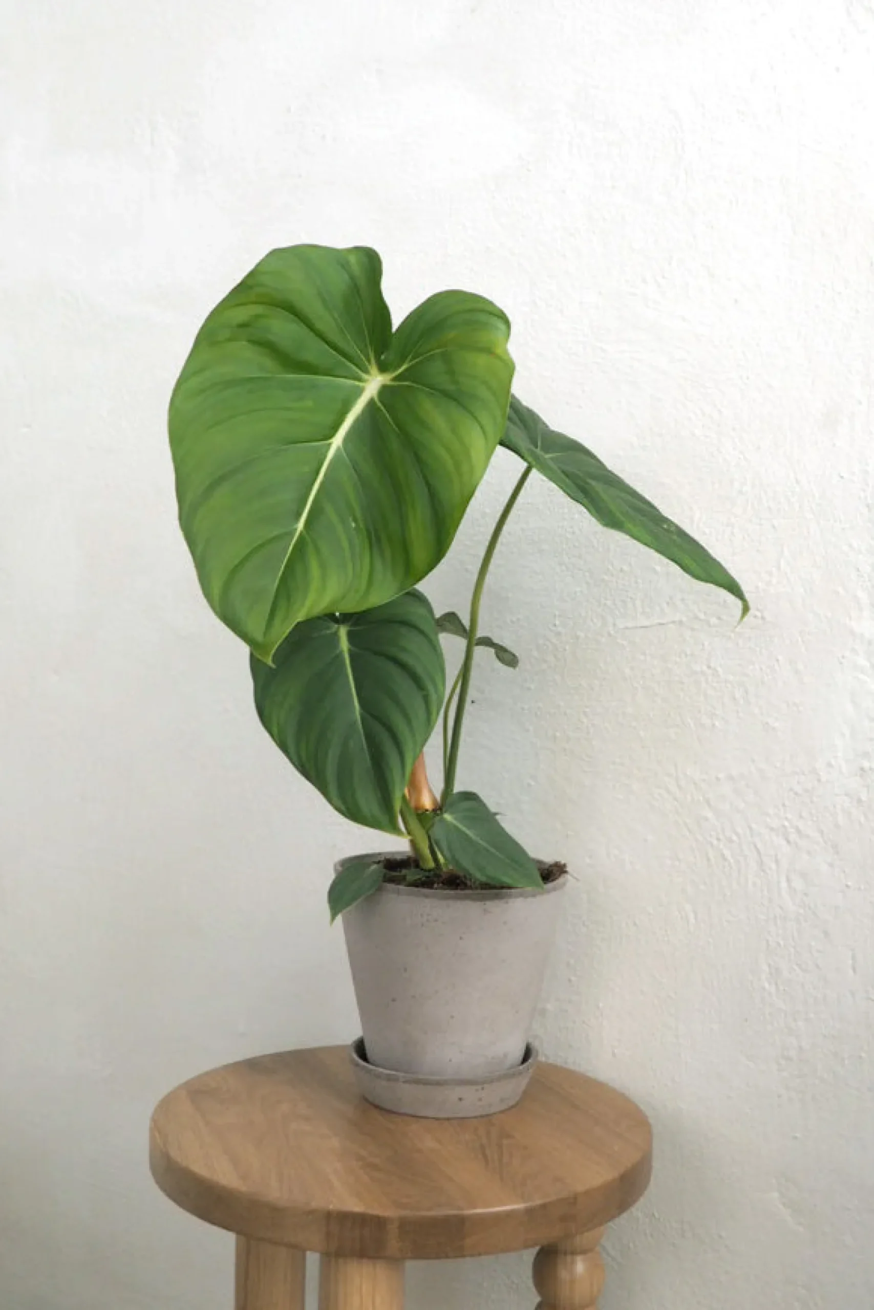Philodendron Gloriosum