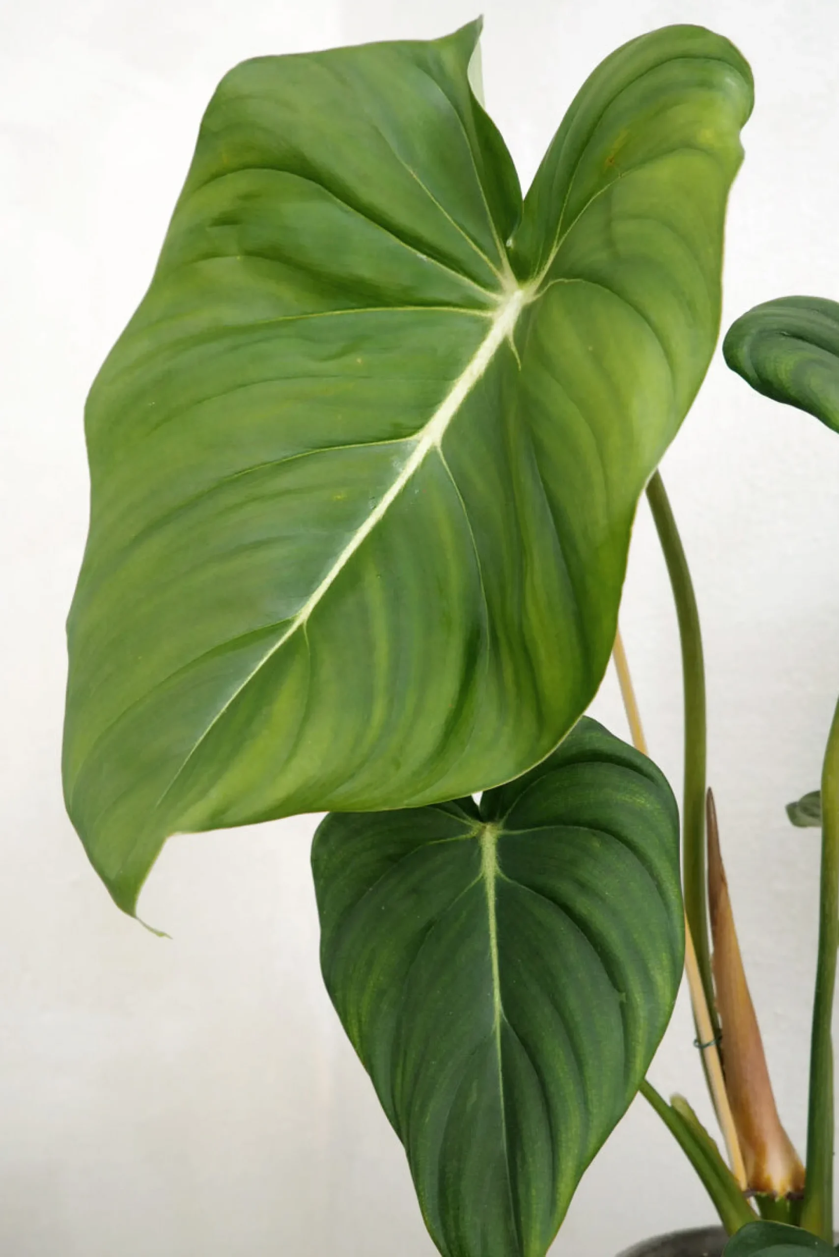 Philodendron Gloriosum