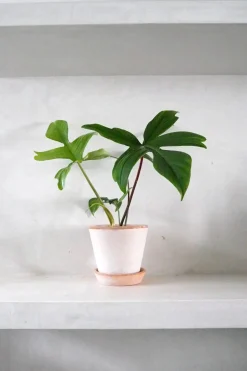 Philodendron Green Florida