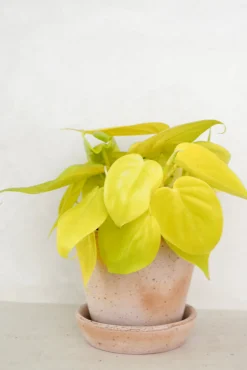 Philodendron Lemon lime