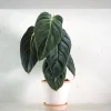 Philodendron Melanochrysum