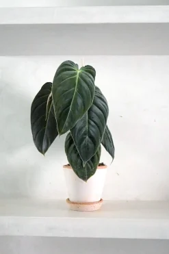 Philodendron Melanochrysum