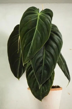 Philodendron Melanochrysum