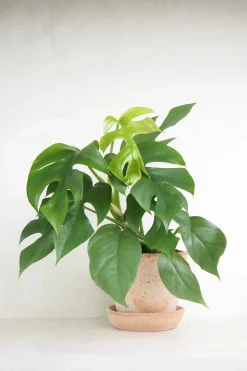 Philodendron Minima