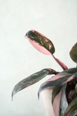 Philodendron Pink marble