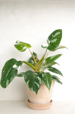 Philodendron white princess