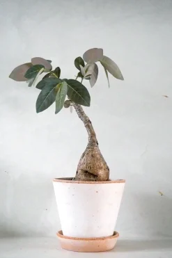 Phyllanthus mirabilis