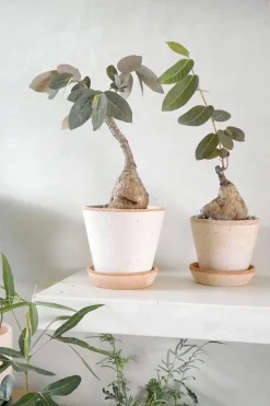 Phyllanthus mirabilis