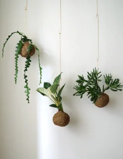 Planteplanet, Fiskebenskaktus