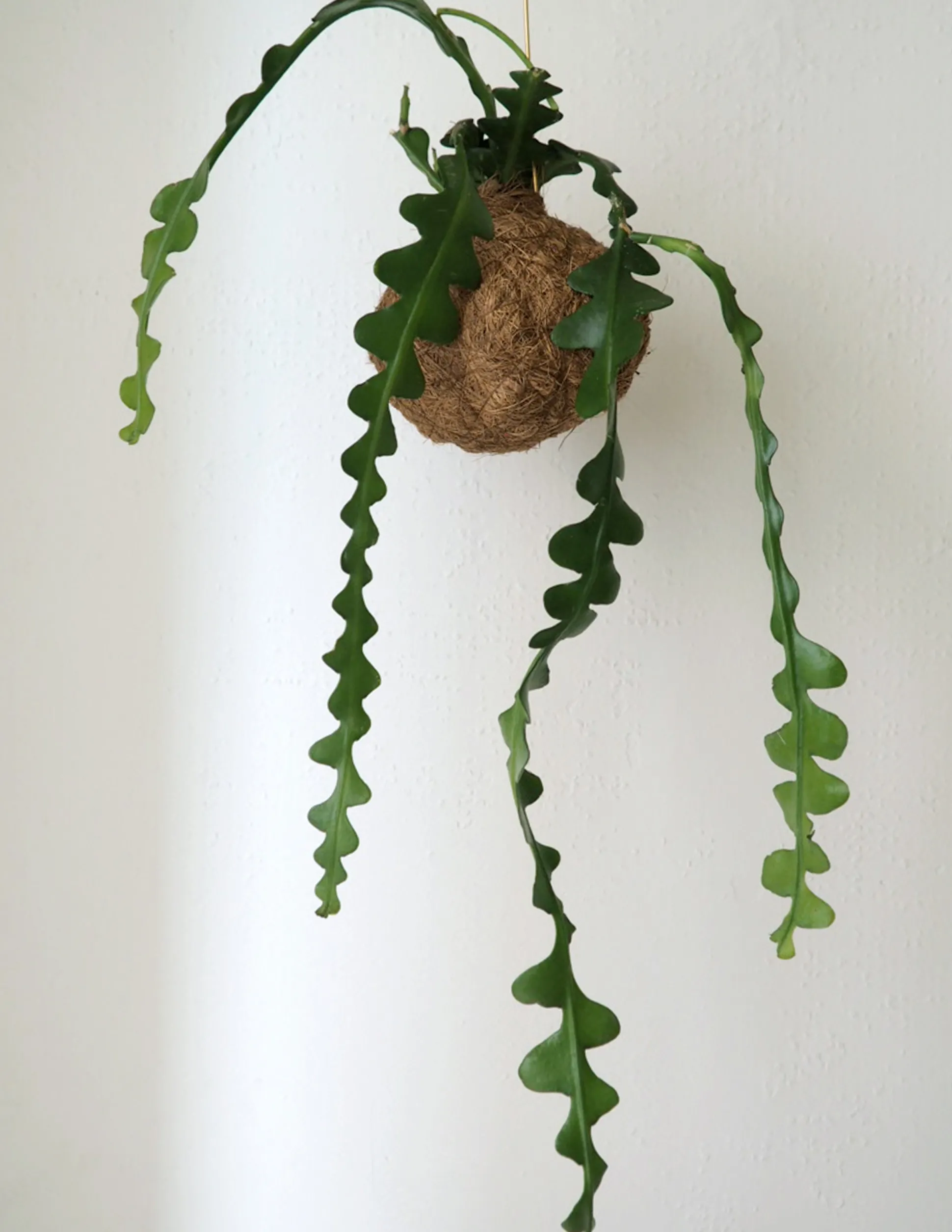 Planteplanet, Fiskebenskaktus