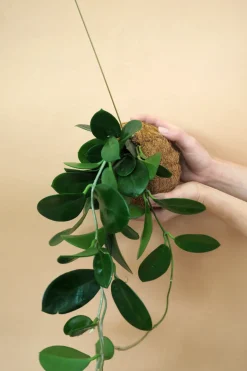 Planteplanet, Hoya carnosa