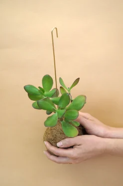 Planteplanet, Paradistræ