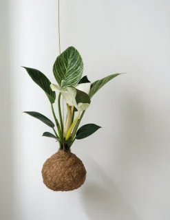 Planteplanet, Philodendron Birkin