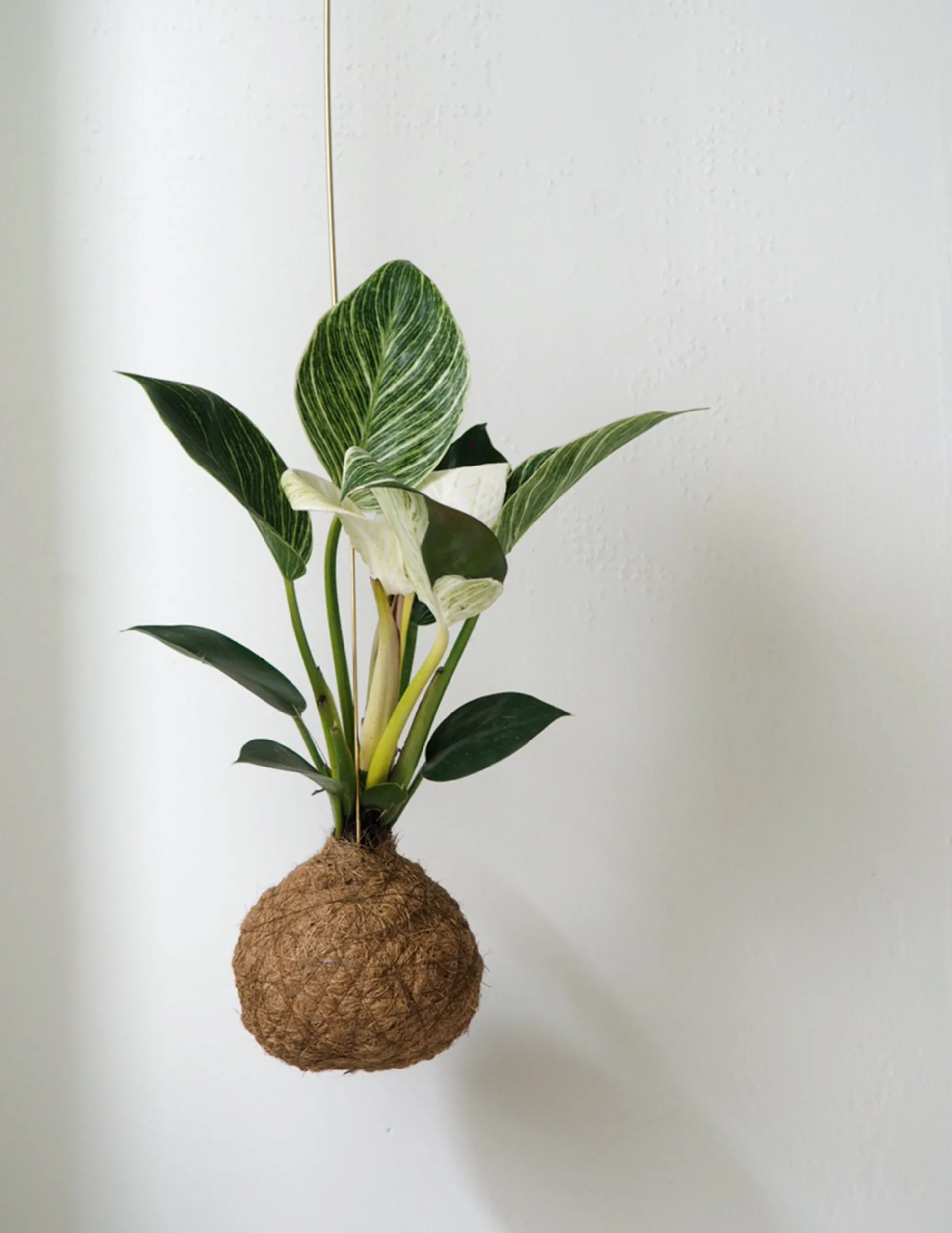 Planteplanet, Philodendron Birkin