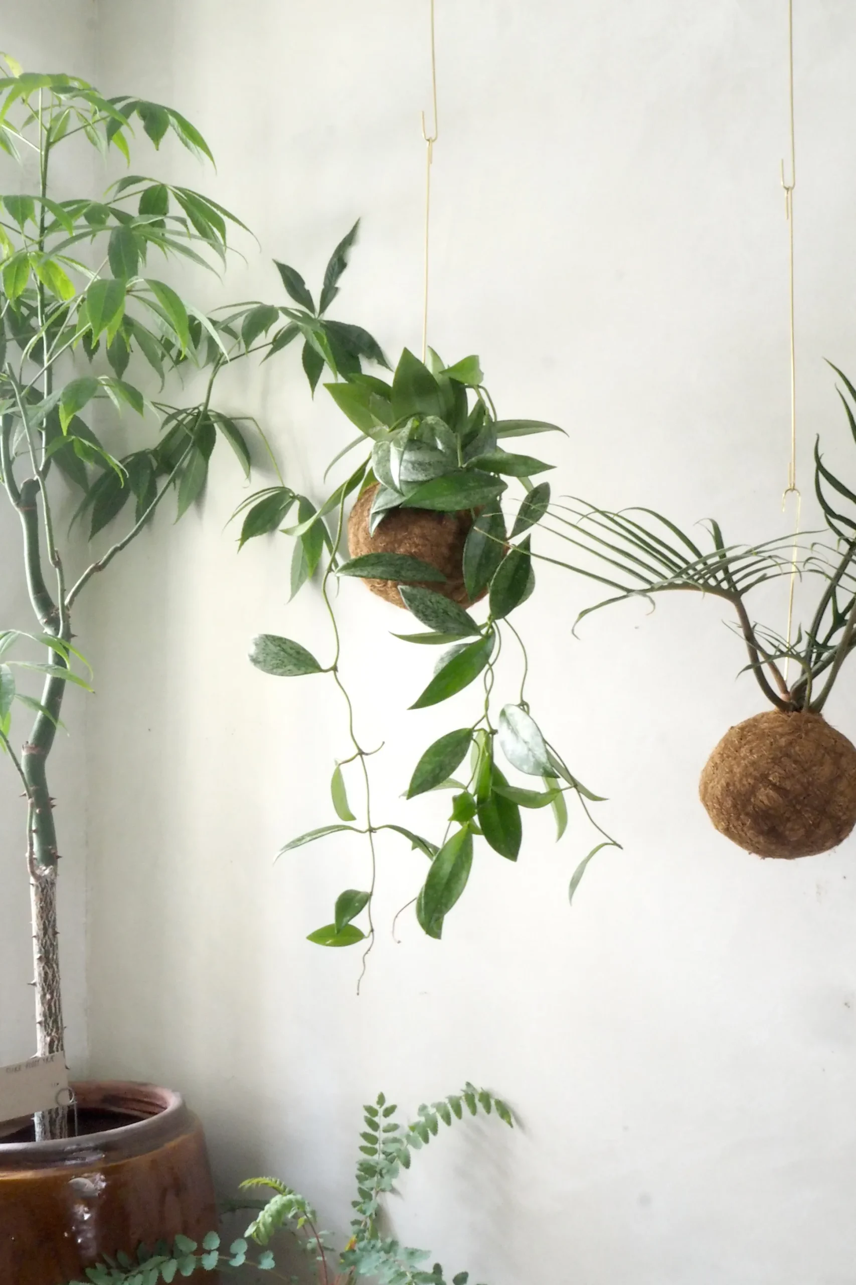 Planteplanet, Silver spot leaf