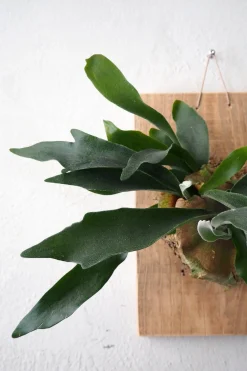 Plantetrofæ, Hjortetak, large