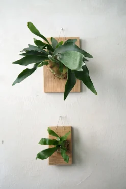 Plantetrofæ, Hjortetak, large