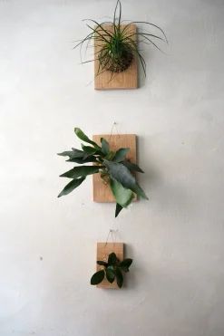 Plantetrofæ, Hjortetak, small