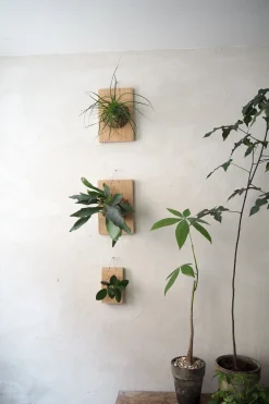 Plantetrofæ, Hjortetak, small