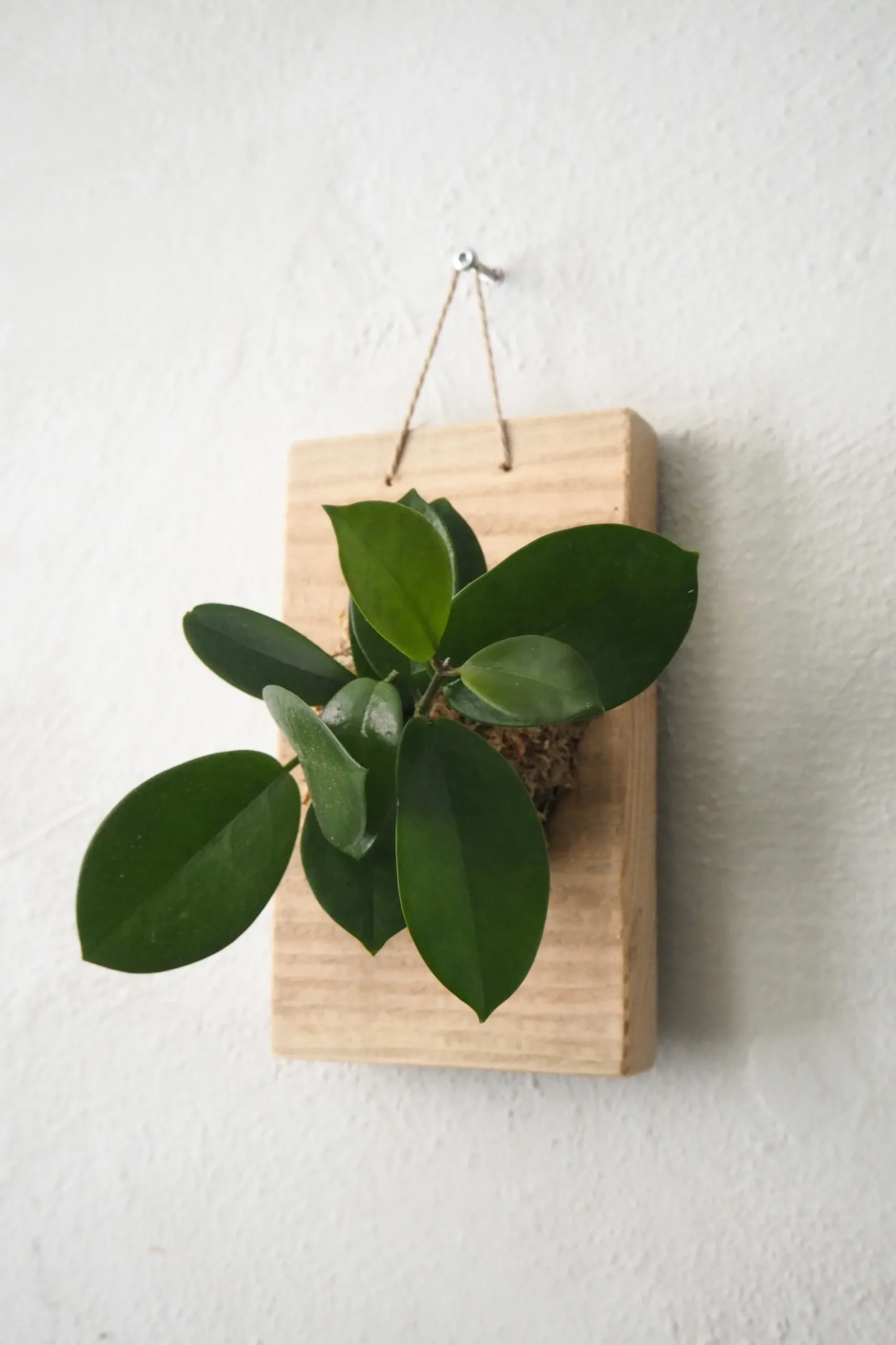 Plantetrofæ, Hoya, small