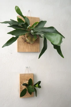 Plantetrofæ, Hoya, small