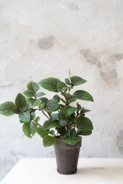 Plectranthus purpuratus