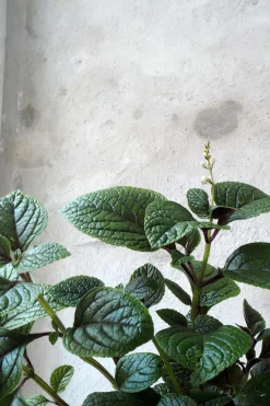 Plectranthus purpuratus