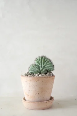 Polaskia Chipchipe F. Cristata, medium