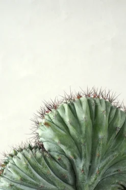 Polaskia Chipchipe F. Cristata, medium