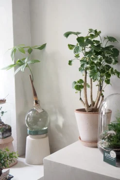 Polyscias Balfourian