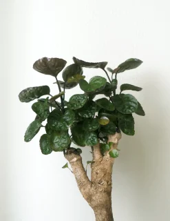 Polyscias Fabian, stor