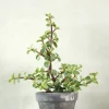 Portulacaria afra