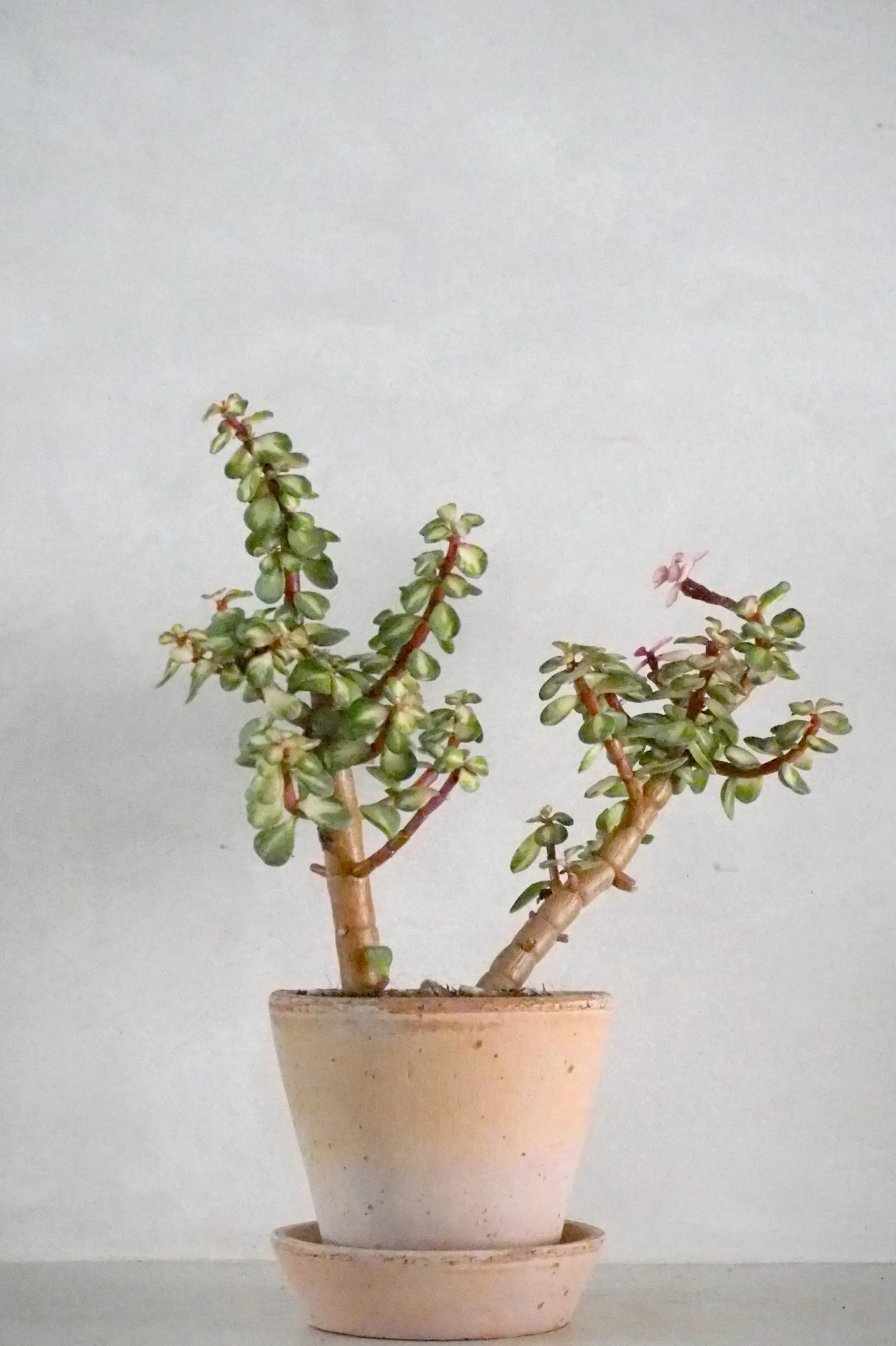 Portulacaria afra 'Medio-picta'
