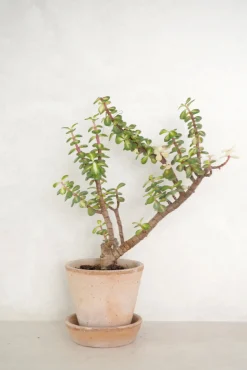 Portulacaria afra 'Medio-picta'